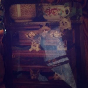 Picture of cats in some drowers